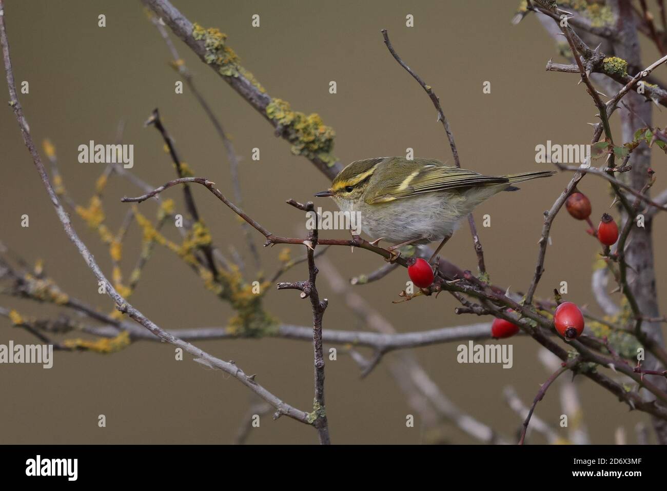 Pallas`s Warbler feeding in the bushes at Thornham. Stock Photo